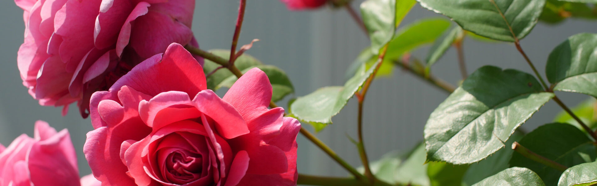 Slider-neu1-rosen